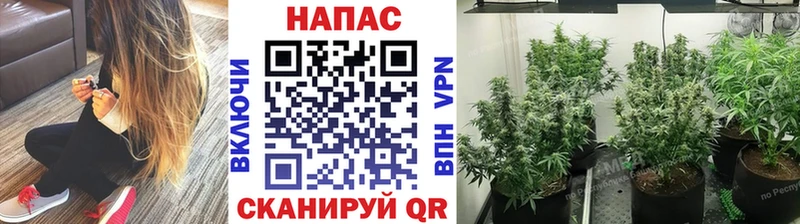 Бошки марихуана марихуана  Тобольск 